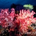 coral_soft_pc_h_0705_png1949.jpg